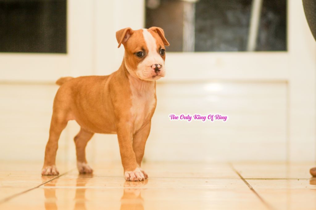 The Only King Of Ring - Chiot disponible  - American Staffordshire Terrier