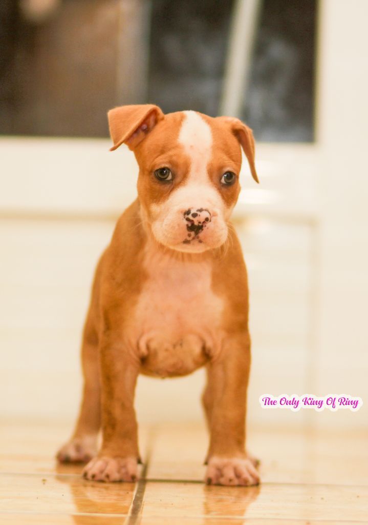 The Only King Of Ring - Chiot disponible  - American Staffordshire Terrier