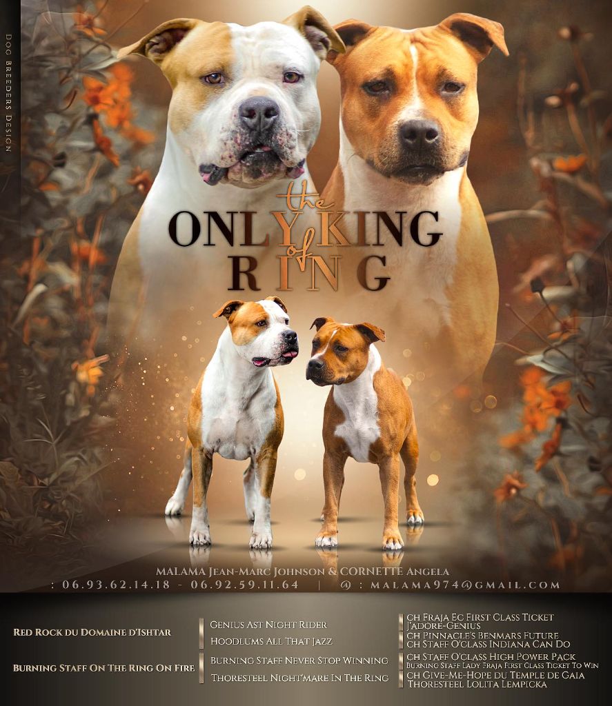 chiot American Staffordshire Terrier The Only King Of Ring