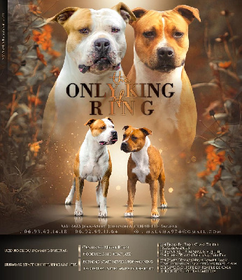 The Only King Of Ring - American Staffordshire Terrier - Portée née le 07/12/2023